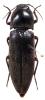 Ludigenus politus